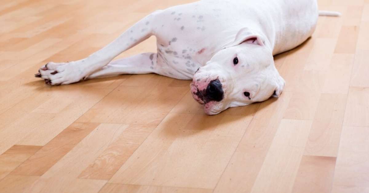 dog pee smell out of wood floor