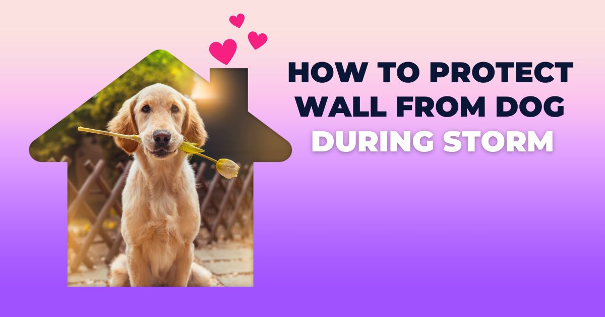 protect wall from dog during storm