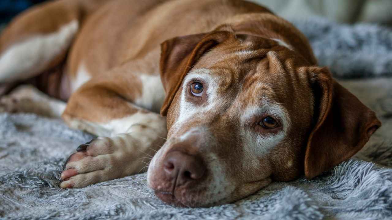 dogs face swollen on one side
