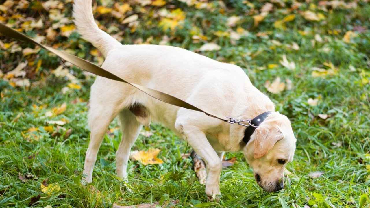 Dog Stumbling Around