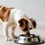 Eco-Friendly Dog Feeding